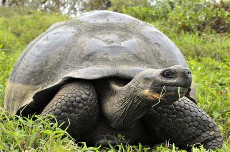 Revival of Giant Galapagos Tortoise Populations: The Success Story of Diego