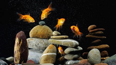 🥇 Goldfish aquarium fish tank wallpaper | (121907)