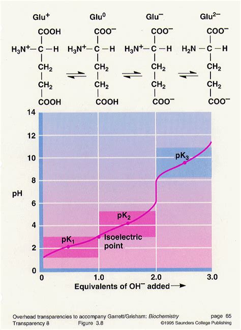 Titration Curve Of Amino Acids And Its Significance at Jaclyn Aguilar blog