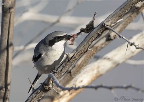 Loggerhead Shrike Impaling Prey, Then Pulling A Chunk Off – Feathered ...