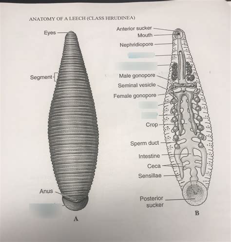 Hirudinea Leech Anatomy