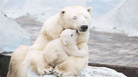 Polar Bears and 50 other Species Threatened by Climate Change | Stacker