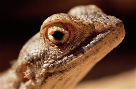 Agamid Lizard Head Photograph by Sinclair Stammers/science Photo Library - Pixels