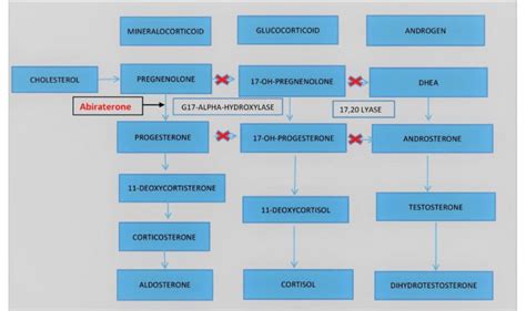 Mechanism of action of abiraterone acetate | Download Scientific Diagram