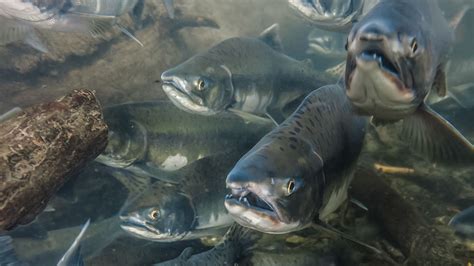 In Alaska, salmon has been on the menu for 11,800 years | Science | AAAS