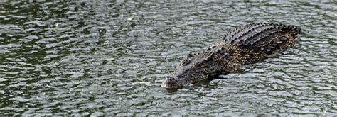 Cuban Crocodile (Crocodylus rhombifer) | about animals