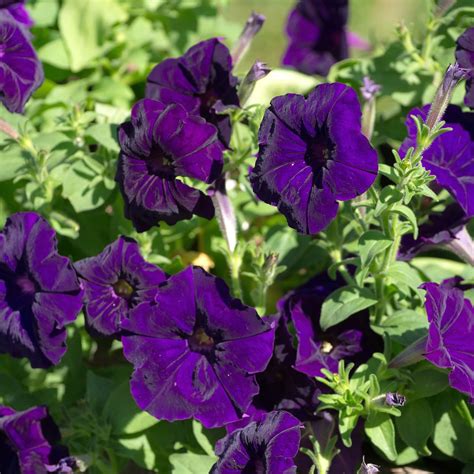 Petunia - Madness Series Flower Garden Seed - 1000 Pelleted Seeds - Deep Purple Blooms - Annual ...