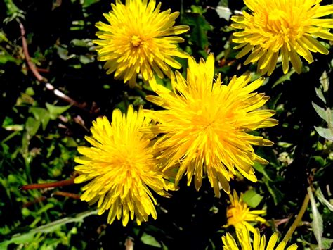 Free picture: yellowish, dandelion, honey, wildness, flowers