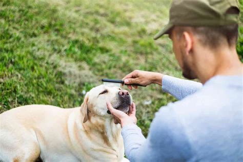 Proper Grooming Techniques for Labrador Retrievers: A Comprehensive ...