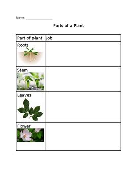 Parts of a plant graphic organizer by Katherine Cicchetti | TPT