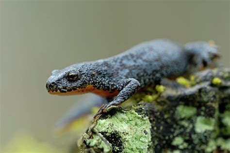 Colorful... Alpine Newt in breeding dress Photograph by Ralf Kistowski ...