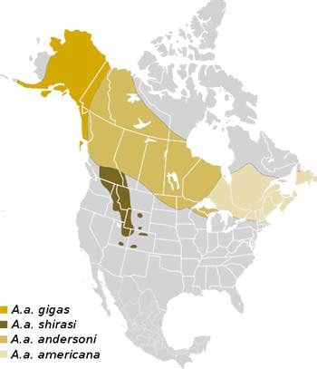 Moose Facts • The Moose or European Elk is the largest member of the ...