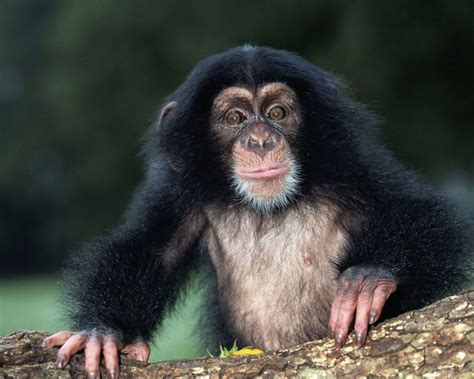 Amazing African Animals: Endangered African Chimps With Little Babbies