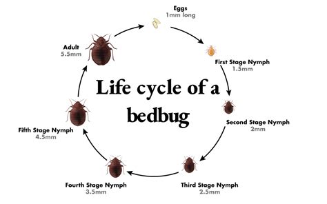 How to Identify Bedbugs and Distinguish Them From Other Pests - Dengarden