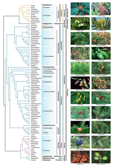 Recent advances on phylogenomics of gymnosperms and a new classification