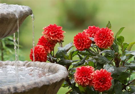 dahlias and water fountain by Moril
