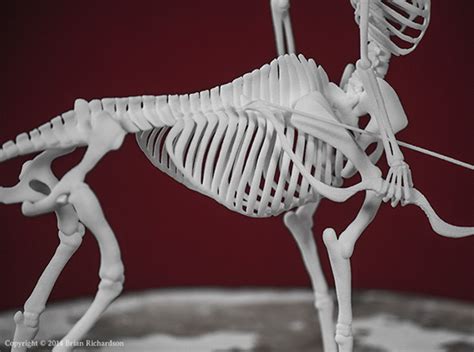 Centaur Skeleton on Behance