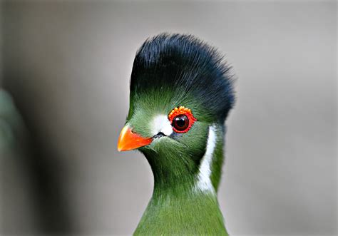 animals, Birds, Turaco Wallpapers HD / Desktop and Mobile Backgrounds