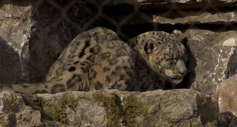 NEW Zoo holds ribbon-cutting ceremony for new snow leopard habitat, introduce Ahava to new space ...