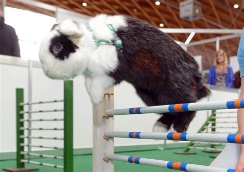 Bouncy bunny A bunny jumps over an obstacle during a pet fair in ...