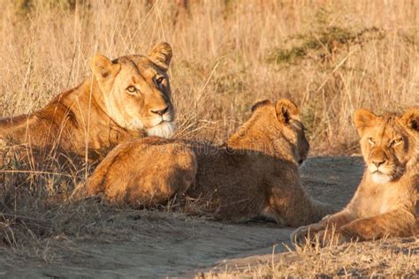 Pride of Lions stock image. Image of family, pride, watching - 55222941