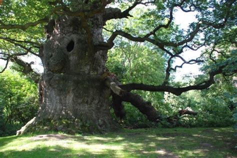 Tree reasons why ancient oaks survived the felling of ancient forests in Britain | Ancient yew ...