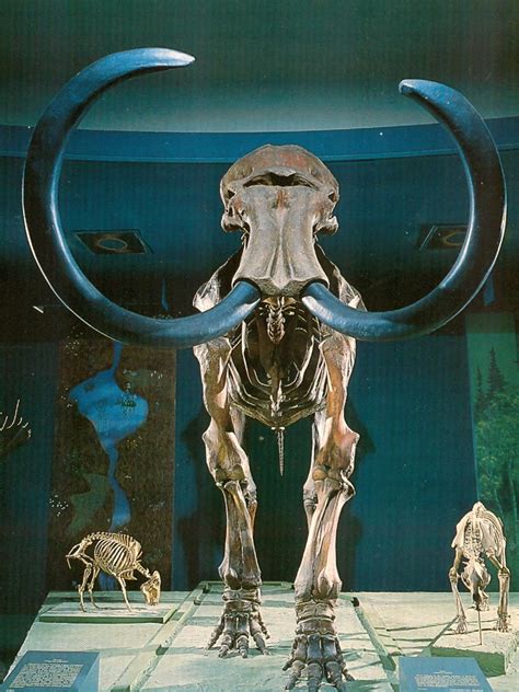 Mammoth Skeleton Sculpture