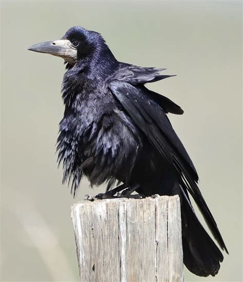 Rook | BirdForum