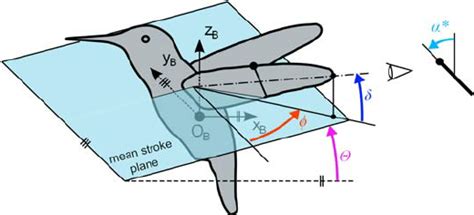 Wing motion angles: sweep angle φ , deviation angle δ and inclination... | Download Scientific ...