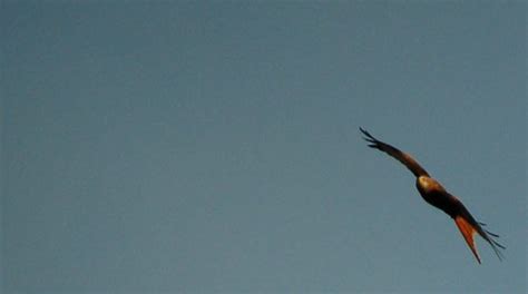 Red Kite in flight #5 | At my mums house they have Red Kites… | Flickr
