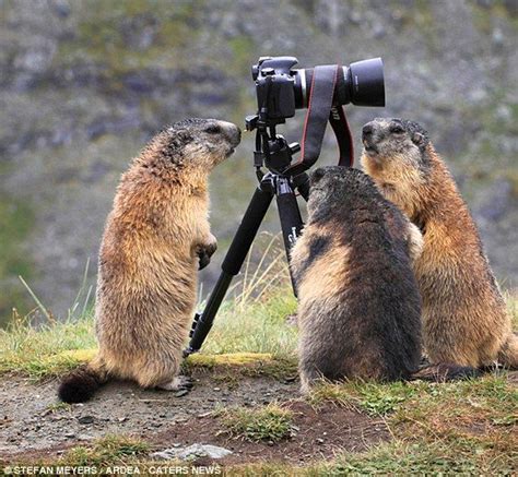 Snap happy! The moment adorable marmot got behind the lens of ...