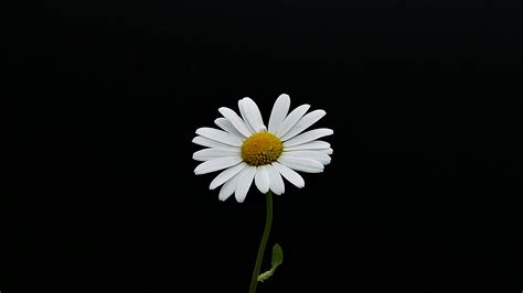 Download wallpaper 2560x1440 portrait, white flower, minimal, daisy ...