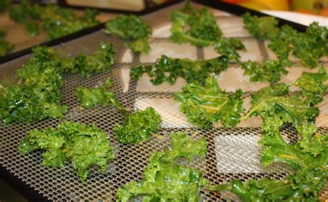 How to Make Kale Chips in the Dehydrator - Three Ways