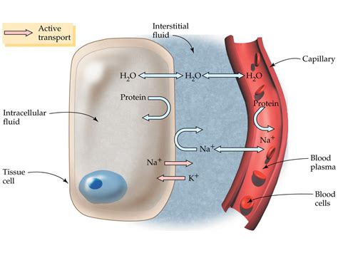 Interstitial Fluid | Lymphatic System | Water | Linfatico