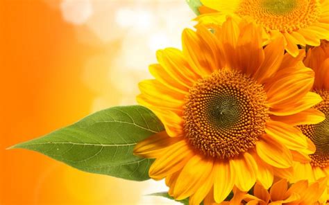 Amazing Yellow Sunflower High Resolution Stock Images wallpaper | flowers | Wallpaper Better