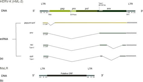 Genome schematics of endogenous retrovirus and mammalian apparent LTR... | Download Scientific ...