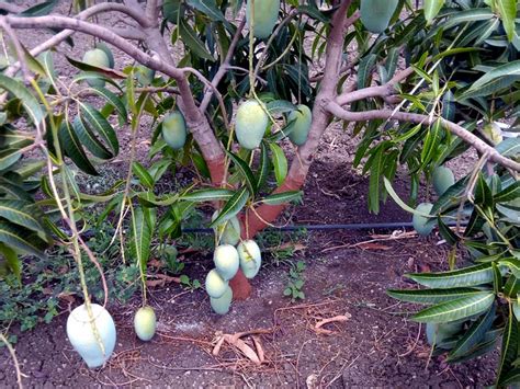 ⇨ Cómo cultivar y cuidar un árbol de mango hasta en macetas