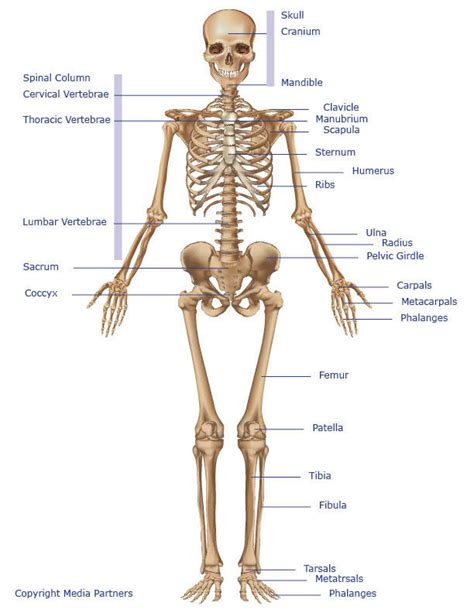 Skeletal System | Skeleton Bones, Joints, Cartilage, Ligaments, Bursae