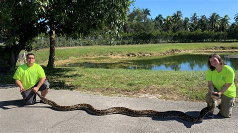 FWC removes 900th snake, captures 18-foot python – WKRG News 5