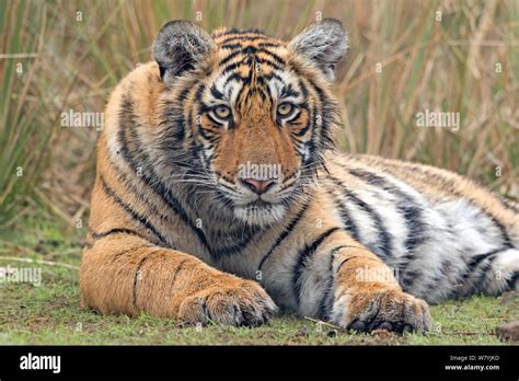 Tiger habitat hi-res stock photography and images - Alamy