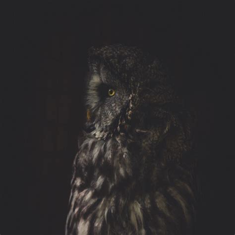 Dark Owl Wallpapers - Top Free Dark Owl Backgrounds - WallpaperAccess