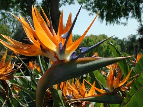 Strelitzia reginae (Bird of Paradise Flower) - World of Flowering Plants