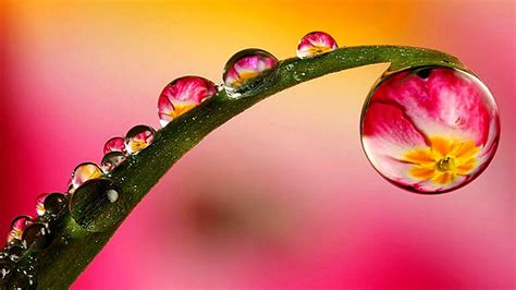 Drops Of Water On Green Leaf Macro Photography Hd Wallpapers For Desktop Tablets And Mobile ...