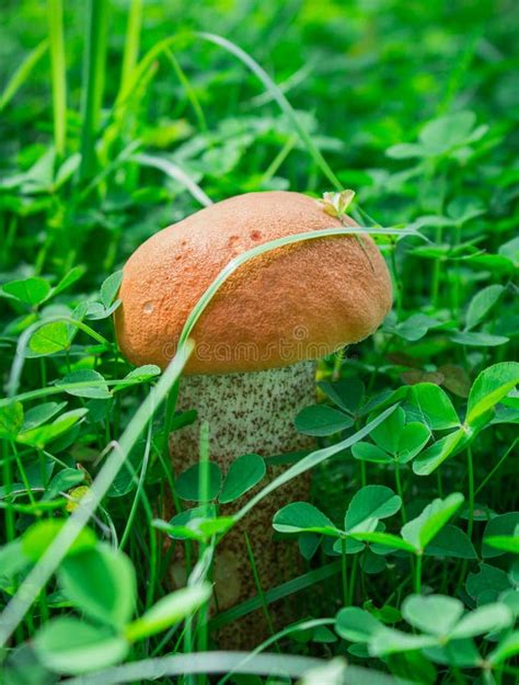 Edible Growing Mushroom in Green Grass. Macro Shooting Mushroom. Small ...