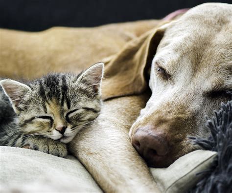 Kittens And Puppies Sleeping Together