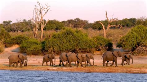 Botswana Travel Guide: Things You Need To Know! - Trionds