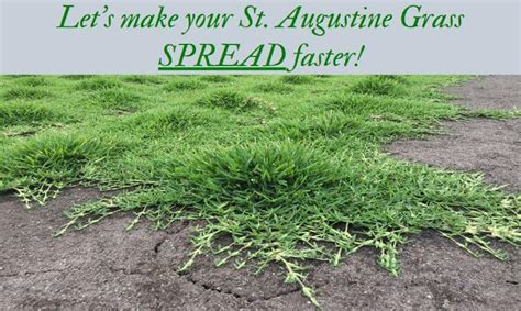 How to Make St Augustine Grass Plugs | 8 Steps Guide (2025)