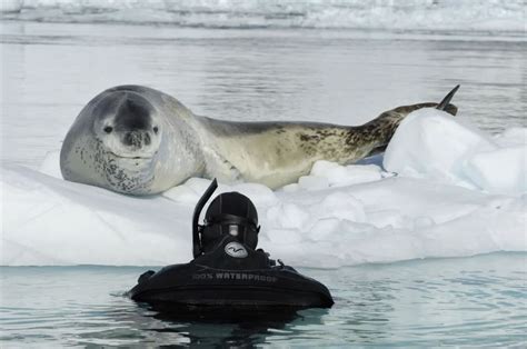 Foca-leopardo se apaixona por fotógrafo e começa a trazer pinguins pra ele comer durante 4 dias ...