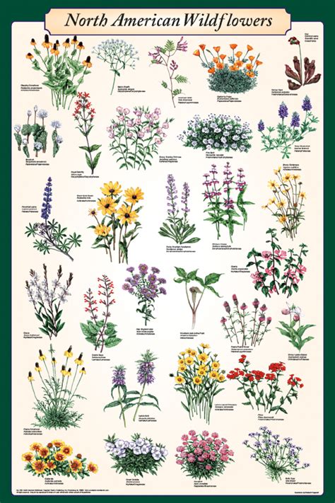 North American Wildflowers Poster - Flower Posters, Prints, Art