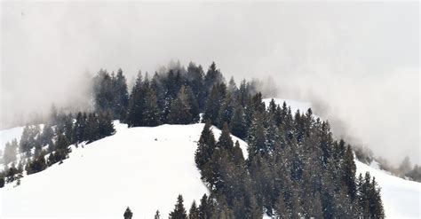 Foto gratuita di alberi, alpi, freddo